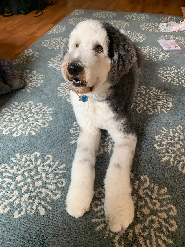 Spawtlight Dog Salon & Spa — customer photo 12