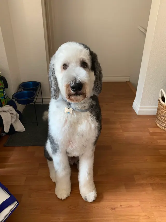 Spawtlight Dog Salon & Spa — customer photo 1