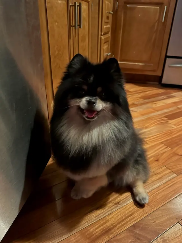 Spawtlight Dog Salon & Spa — customer photo 9