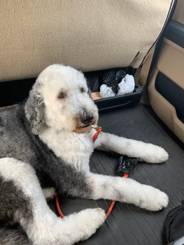 Spawtlight Dog Salon & Spa — customer photo 7