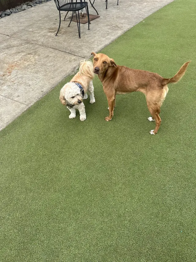 Spawtlight Dog Salon & Spa — customer photo 4