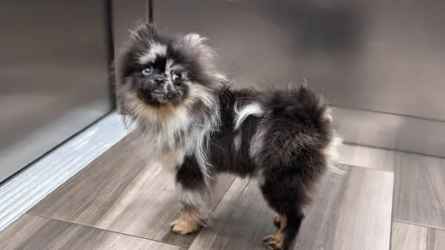 Spawtlight Dog Salon & Spa — customer photo 8