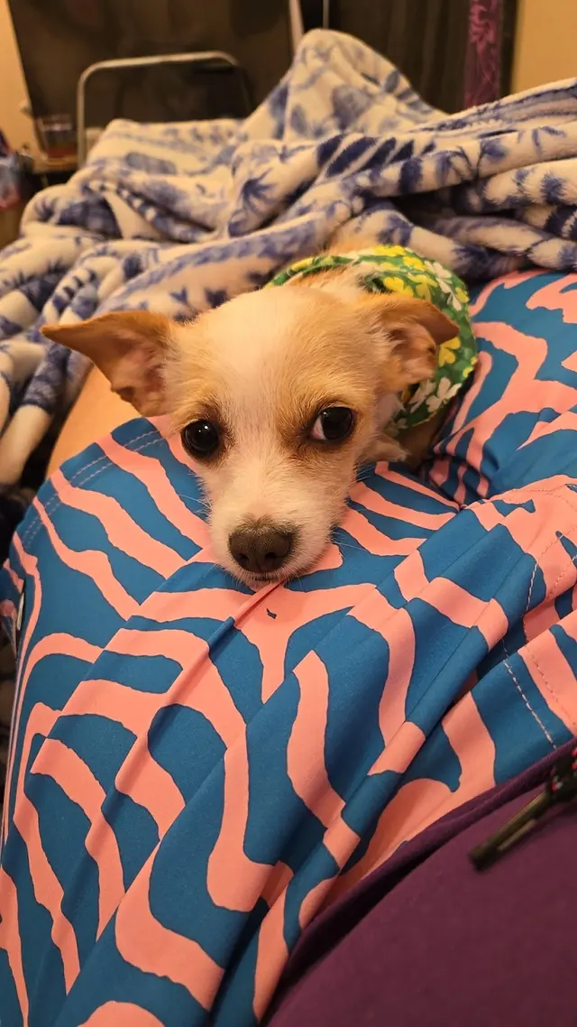 Spawtlight Dog Salon & Spa — customer photo 10