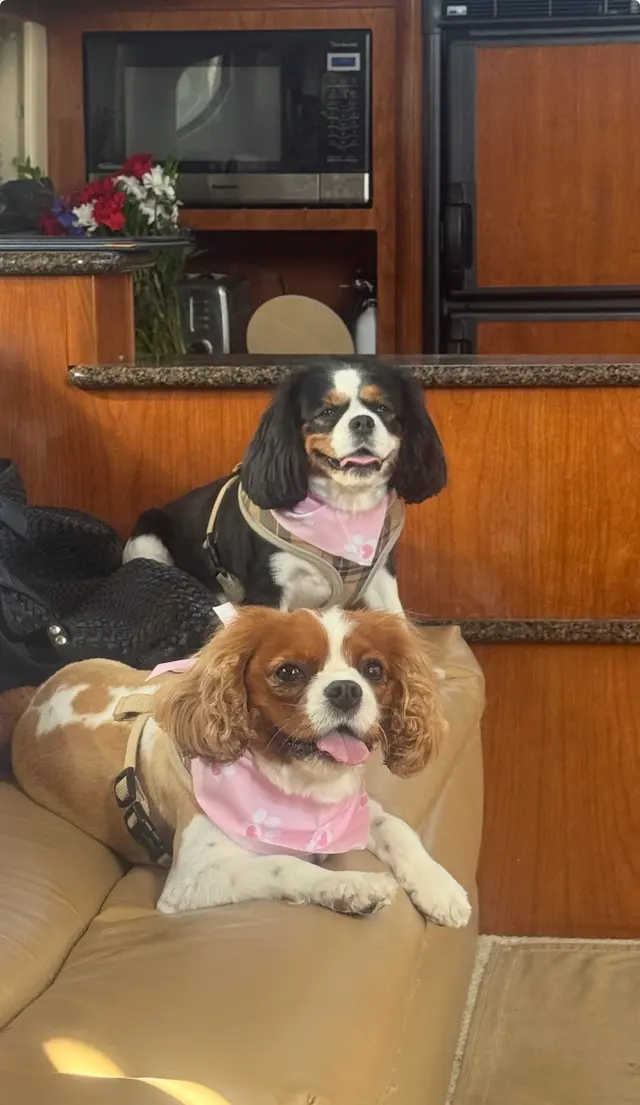 Spawtlight Dog Salon & Spa — customer photo 11