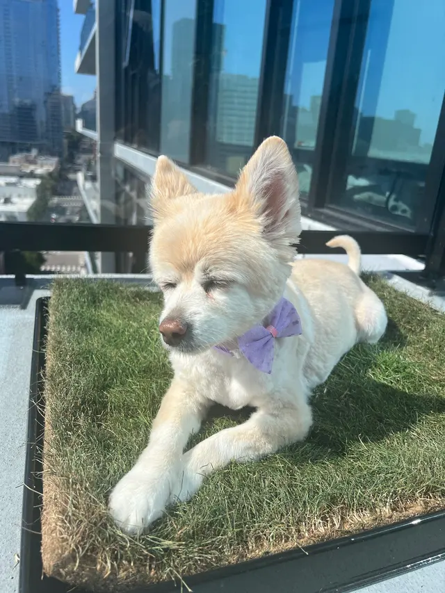 Spawtlight Dog Salon & Spa — customer photo 3