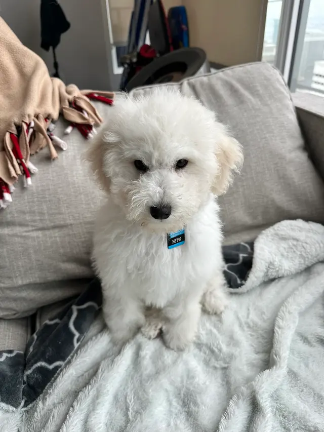 Spawtlight Dog Salon & Spa — customer photo 2