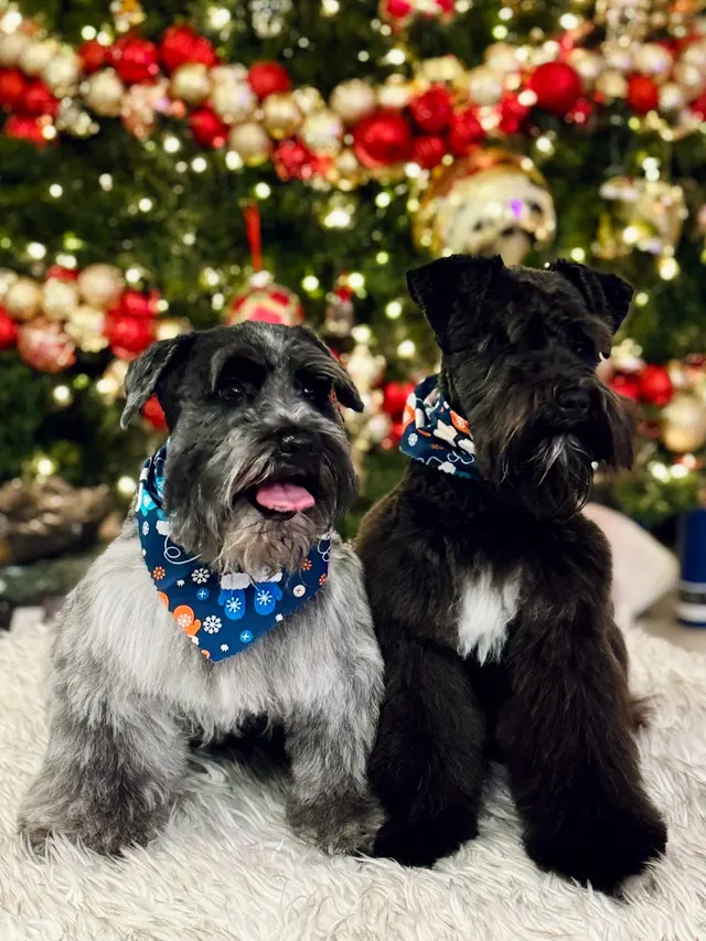 Spawtlight Dog Salon & Spa — customer photo 5
