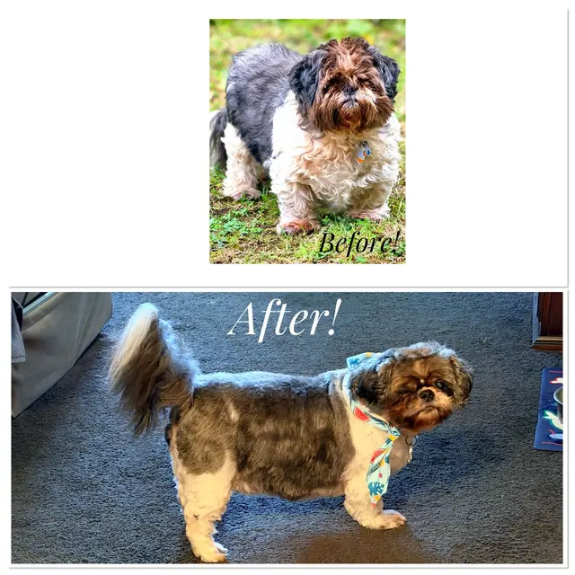 Lucky Dog Mobile Groomers - Connecticut — customer photo 10
