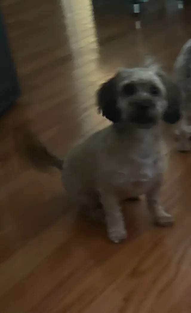 Lucky Dog Mobile Groomers - Connecticut — customer photo 12