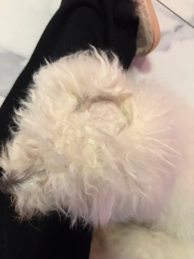 Lucky Dog Mobile Groomers - Connecticut — customer photo 11