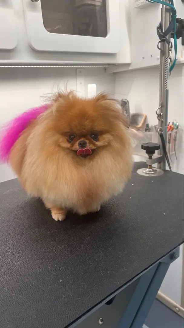 H. Williams Mobile Pet Spa — photo from the business 10