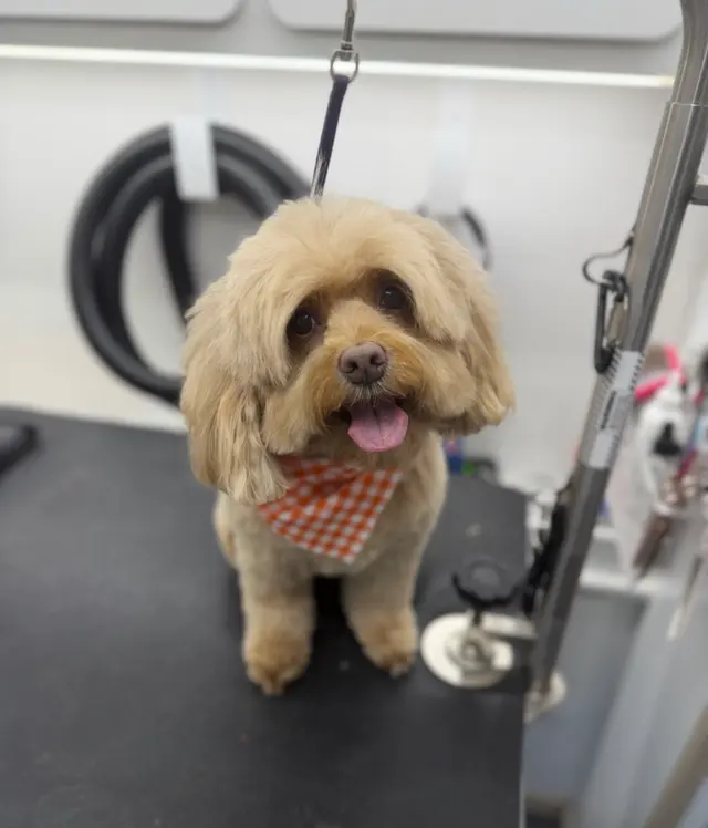 H. Williams Mobile Pet Spa — customer photo 5