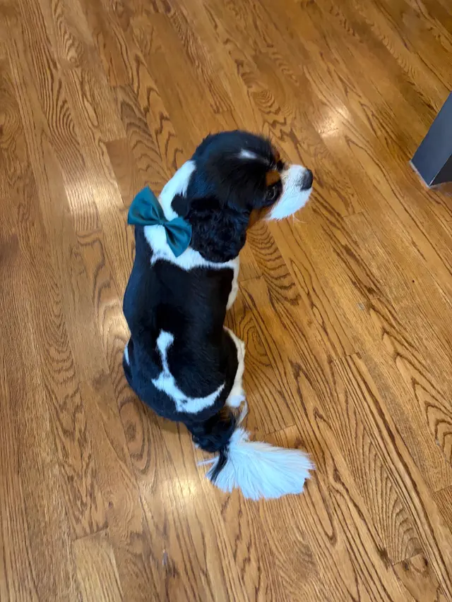 Customer photo of work by H. Williams Mobile Pet Spa, from Jaime Nardecchia's review
