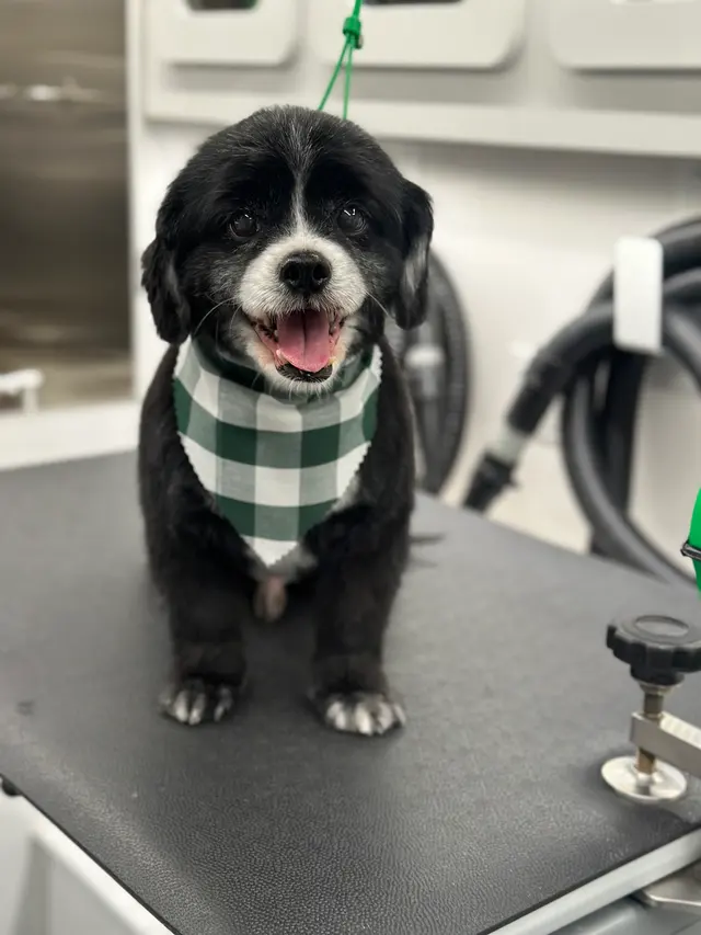 H. Williams Mobile Pet Spa — photo from the business 8