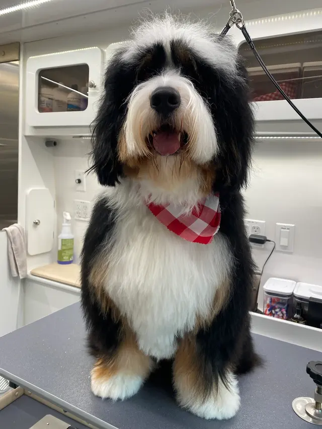 H. Williams Mobile Pet Spa — photo from the business 7