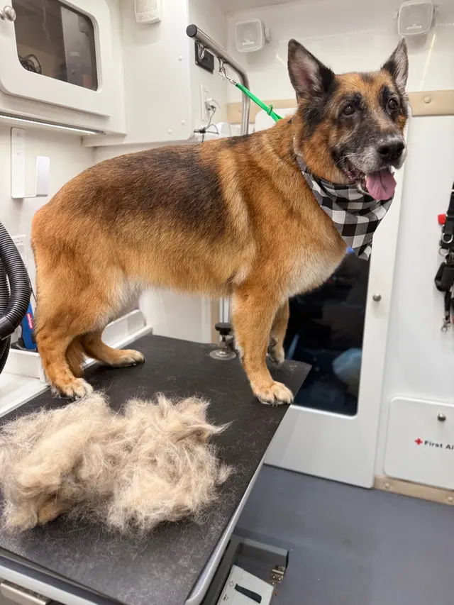 H. Williams Mobile Pet Spa — photo from the business 4