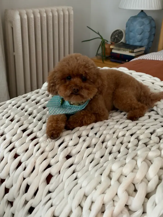 Customer photo of work by H. Williams Mobile Pet Spa, from Grace Flynn's review