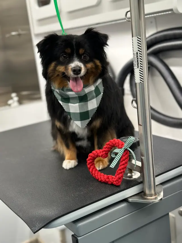 H. Williams Mobile Pet Spa — photo from the business 6