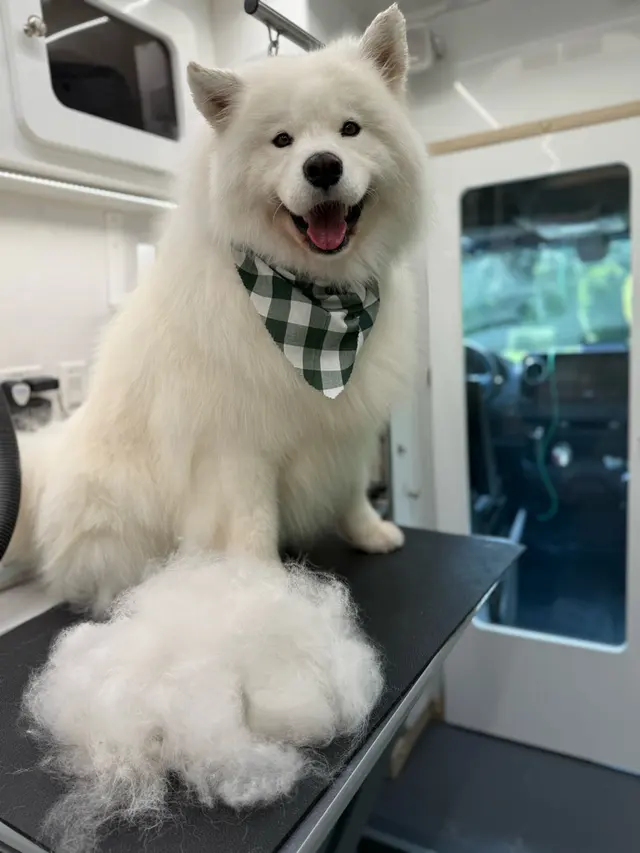 H. Williams Mobile Pet Spa — photo from the business 9