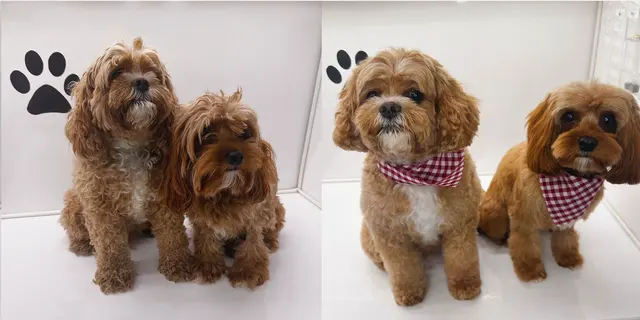 H. Williams Mobile Pet Spa — photo from the business 12