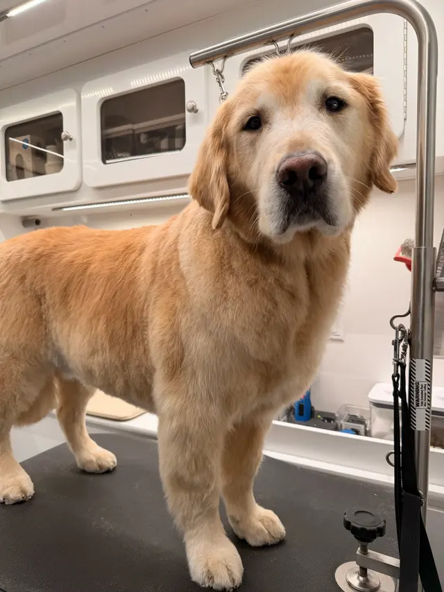 H. Williams Mobile Pet Spa — photo from the business 3