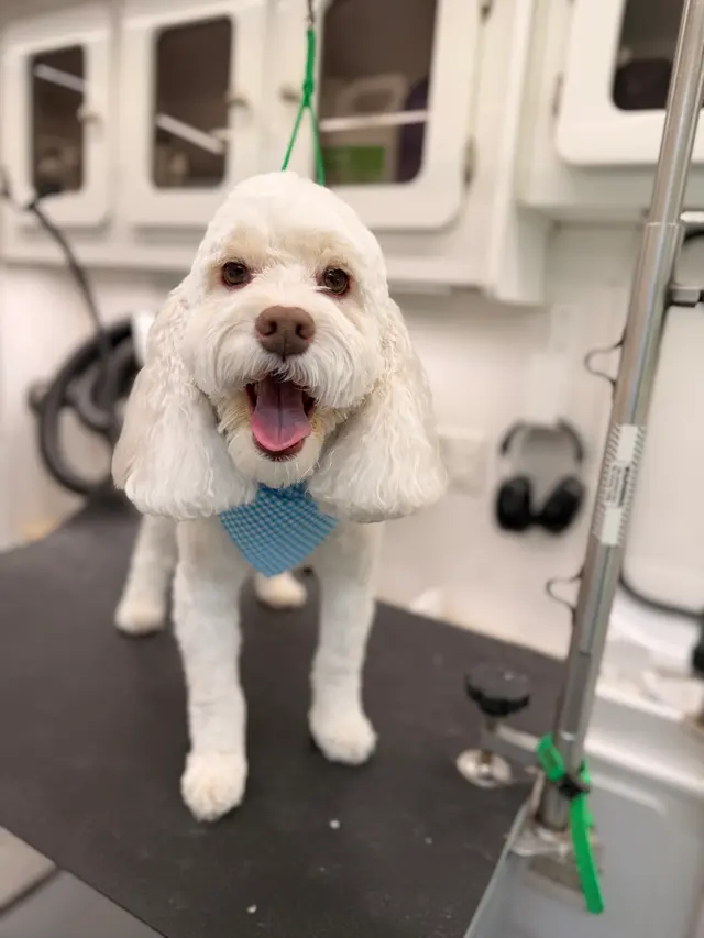 Customer photo of work by H. Williams Mobile Pet Spa, from Jaimee Schultz's review