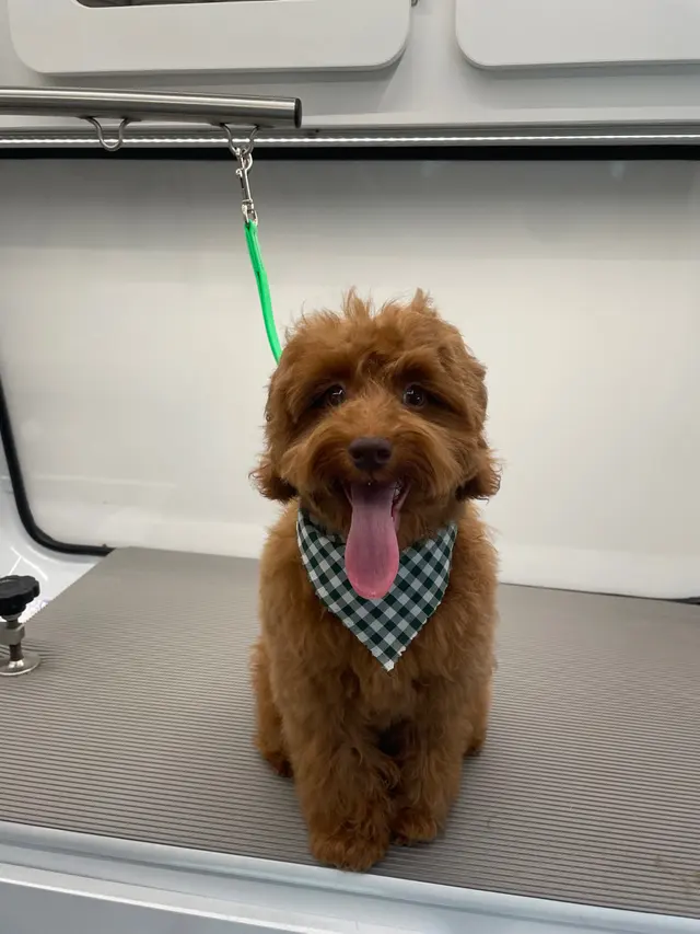 H. Williams Mobile Pet Spa — photo from the business 2