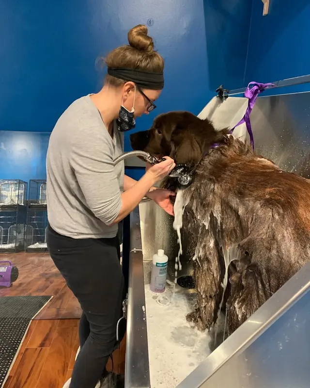 True Love Pet Care — photo from the business 2