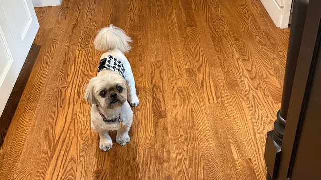 True Love Pet Care — customer photo 11