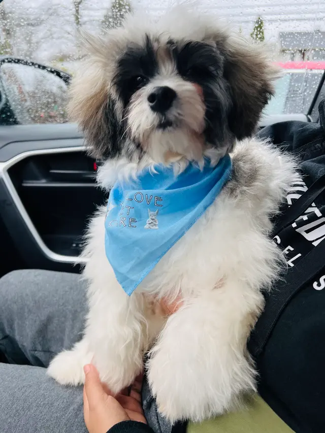 True Love Pet Care — customer photo 8