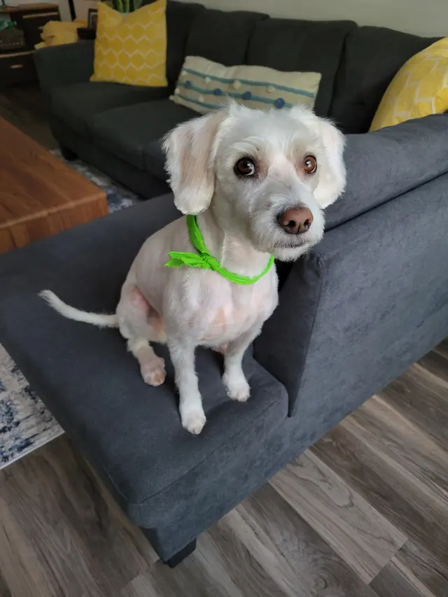 True Love Pet Care — customer photo 5
