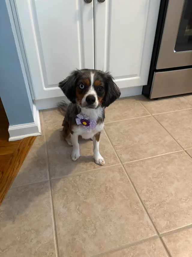 Customer photo of work by True Love Pet Care, from Deborah Morgia's review