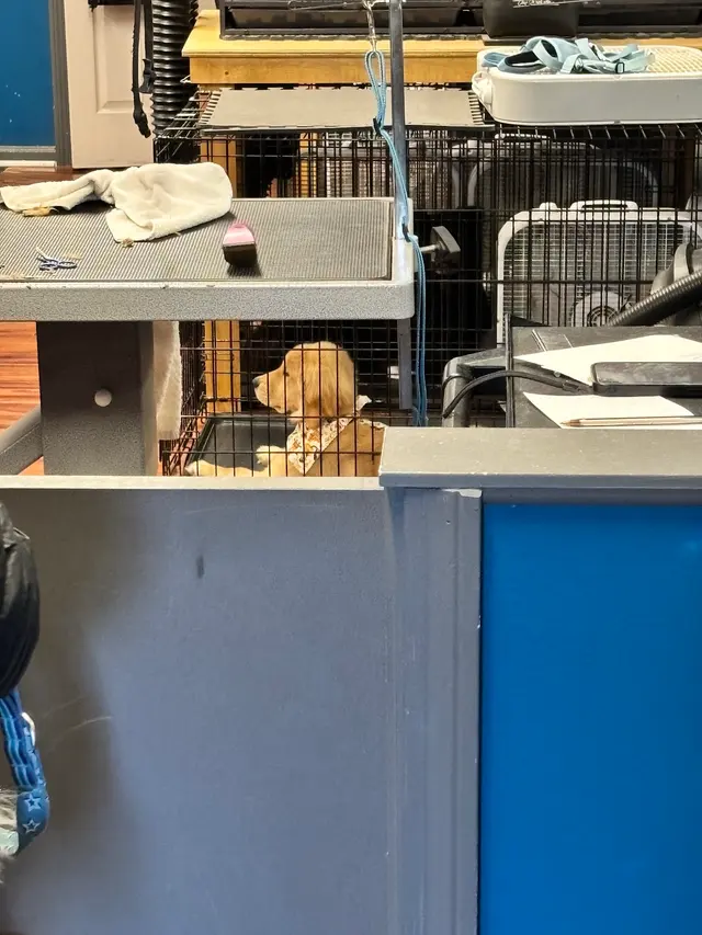Customer photo of work by True Love Pet Care, from Doran Brandt's review