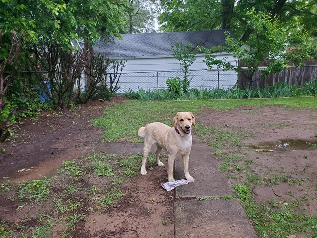 True Love Pet Care — customer photo 12