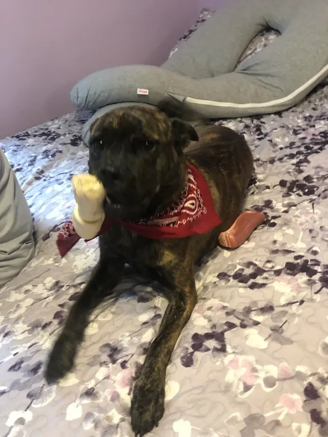 True Love Pet Care — customer photo 10