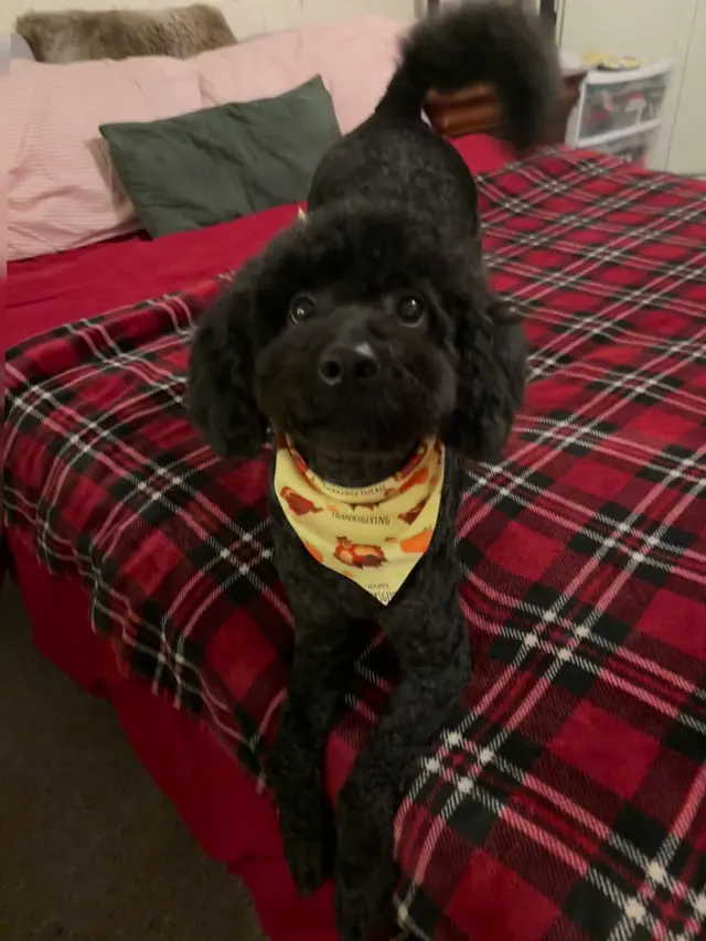 Customer photo of work by Furry Land Mobile Pet Grooming Fairfield County, from anastaja legrant's review