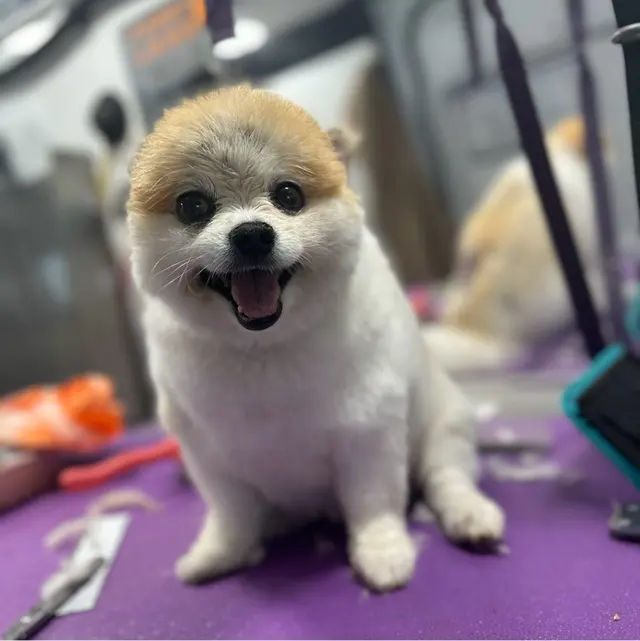 Furry Land Mobile Pet Grooming Fairfield County — photo from the business 10