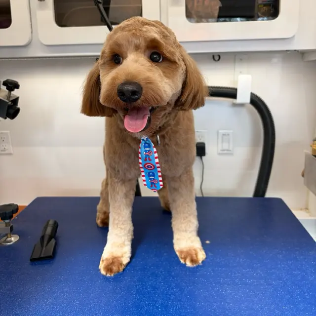 Furry Land Mobile Pet Grooming Fairfield County — photo from the business 11