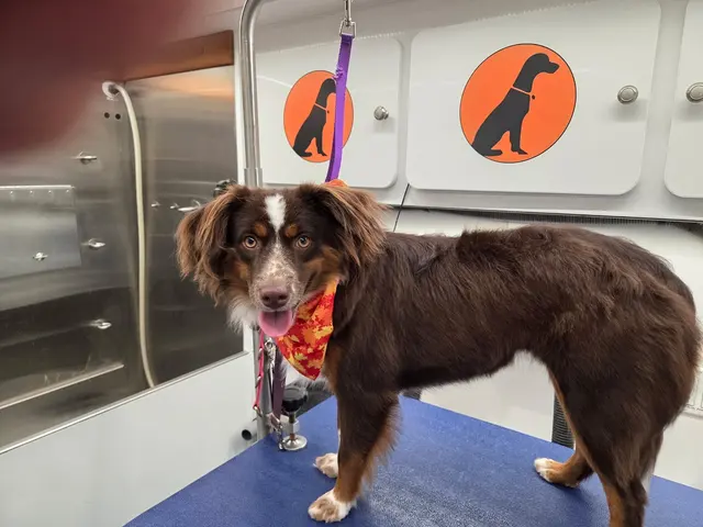 Furry Land Mobile Pet Grooming Fairfield County — photo from the business 6