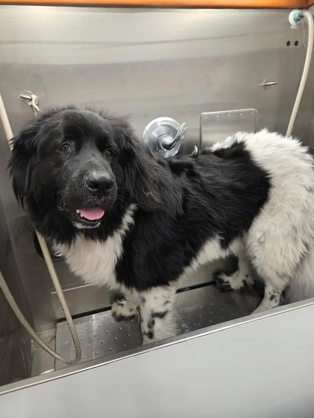 Furry Land Mobile Pet Grooming Fairfield County — photo from the business 8