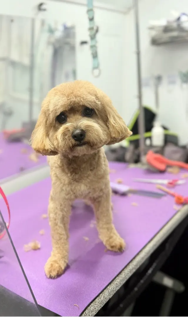 Furry Land Mobile Pet Grooming Fairfield County — photo from the business 3