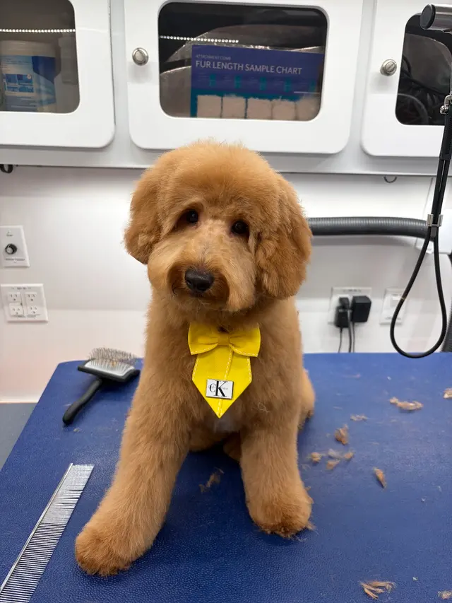 Furry Land Mobile Pet Grooming Fairfield County — photo from the business 2