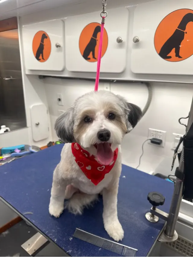 Furry Land Mobile Pet Grooming Fairfield County — photo from the business 4