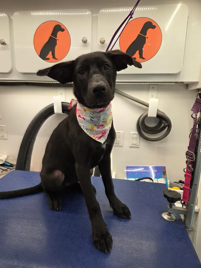 Furry Land Mobile Pet Grooming Fairfield County — photo from the business 7