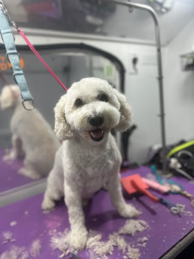 Furry Land Mobile Pet Grooming Fairfield County — photo from the business 12