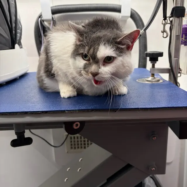 Furry Land Mobile Pet Grooming Fairfield County — photo from the business 5