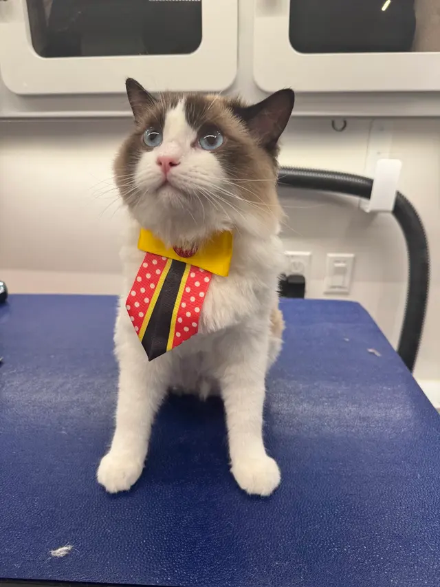 Furry Land Mobile Pet Grooming Fairfield County — photo from the business 9