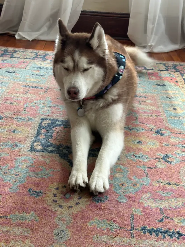 Upnorthbulliesllc Pet grooming — customer photo 7