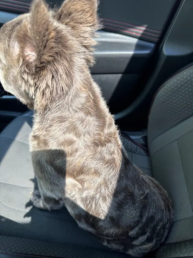 Customer photo of work by Upnorthbulliesllc Pet grooming, from KVTv's review