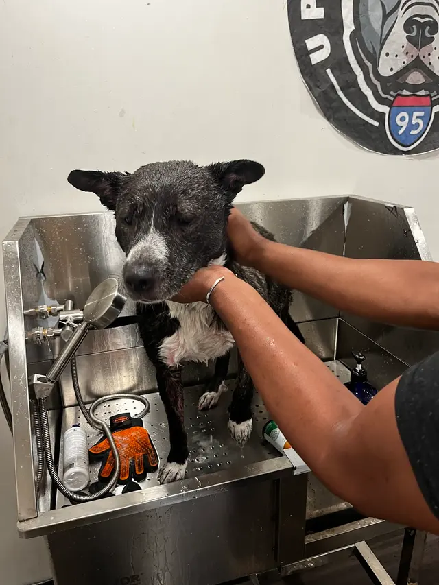 Upnorthbulliesllc Pet grooming — customer photo 2